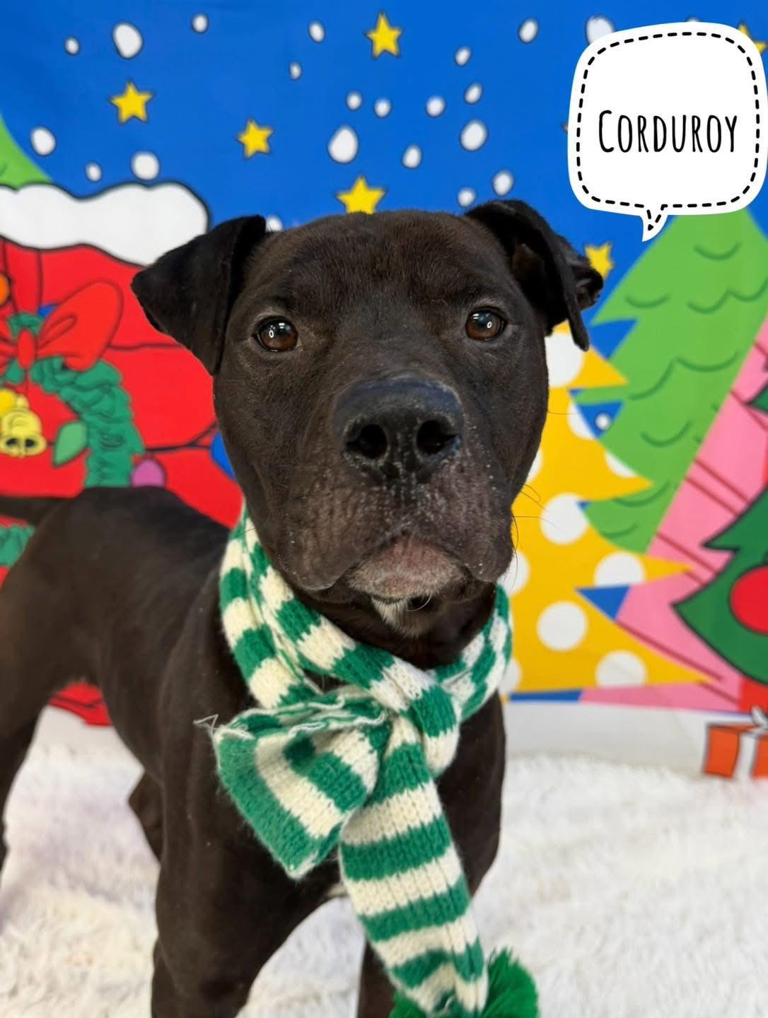 Enlarge Corduroy, a ADOPTABLE Mixed Breed in Flint, MI image 1/2