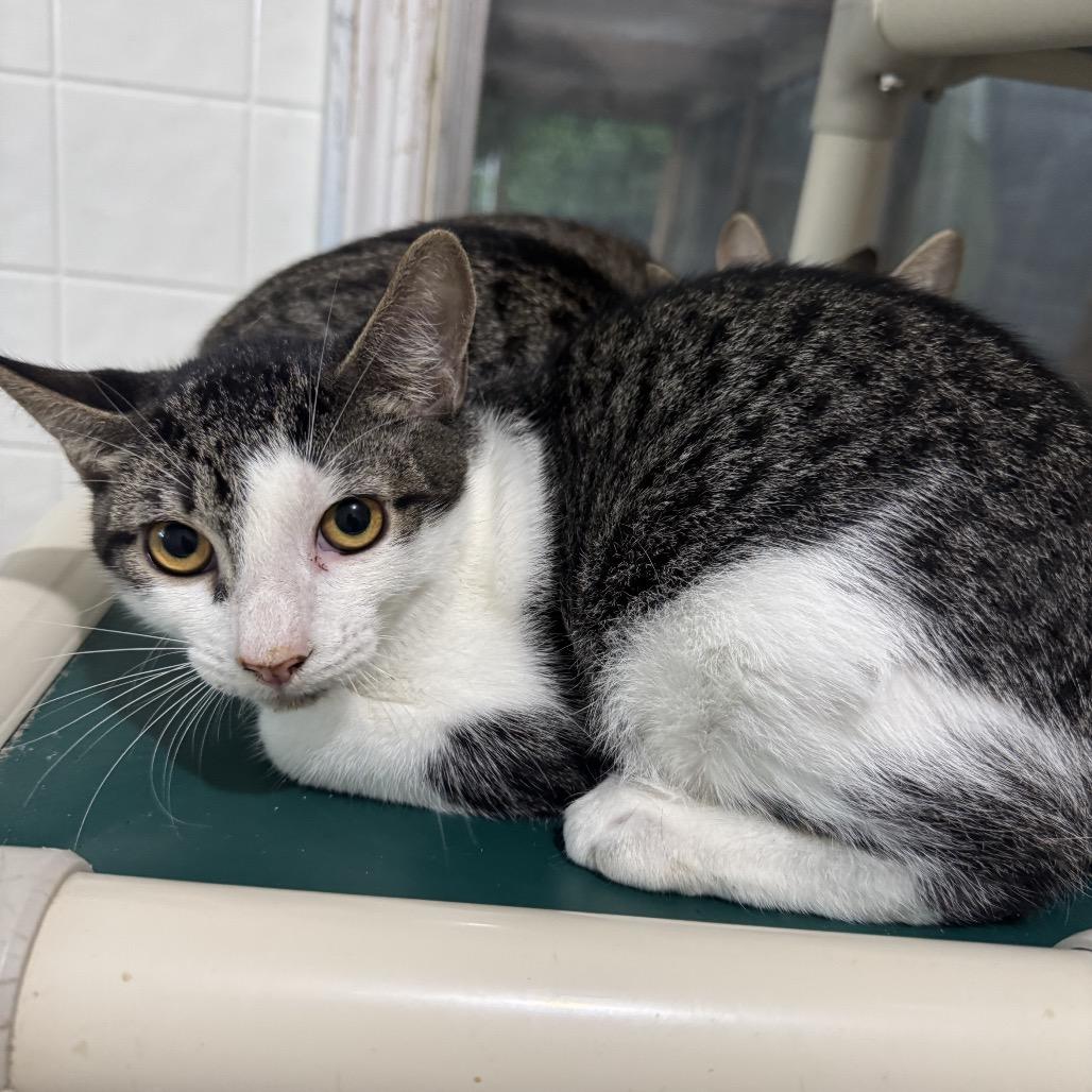 Annie, Adoptable, Young Female Domestic Short Hair.