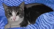 Enlarge ThompsonSon, a Adoptable mixed breed in Simcoe, ON image 1/2