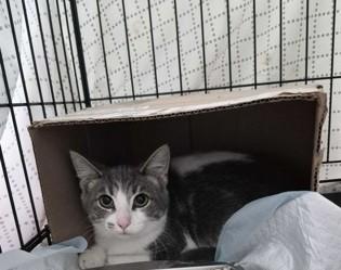 Enlarge ThompsonSon, a Adoptable mixed breed in Simcoe, ON image 2/2