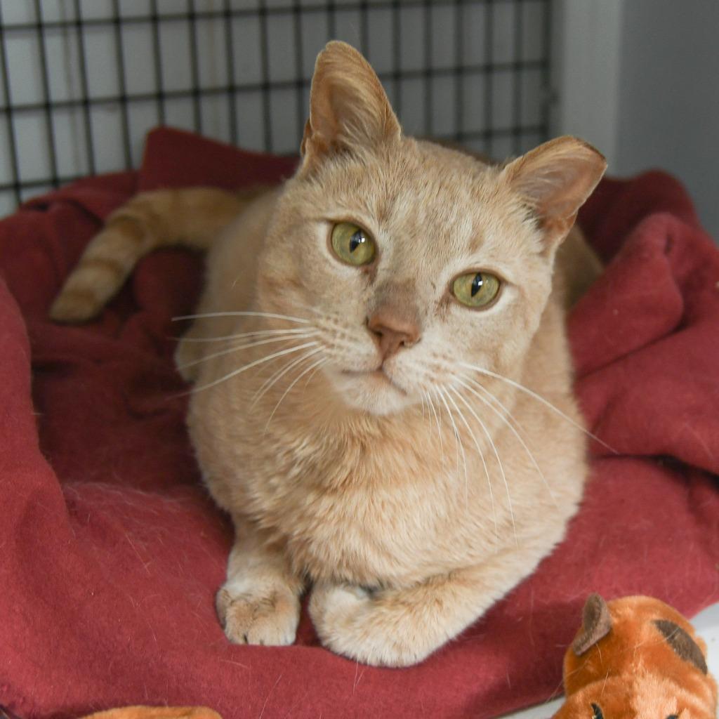 Butterball, Adoptable, Young Male Domestic Short Hair.