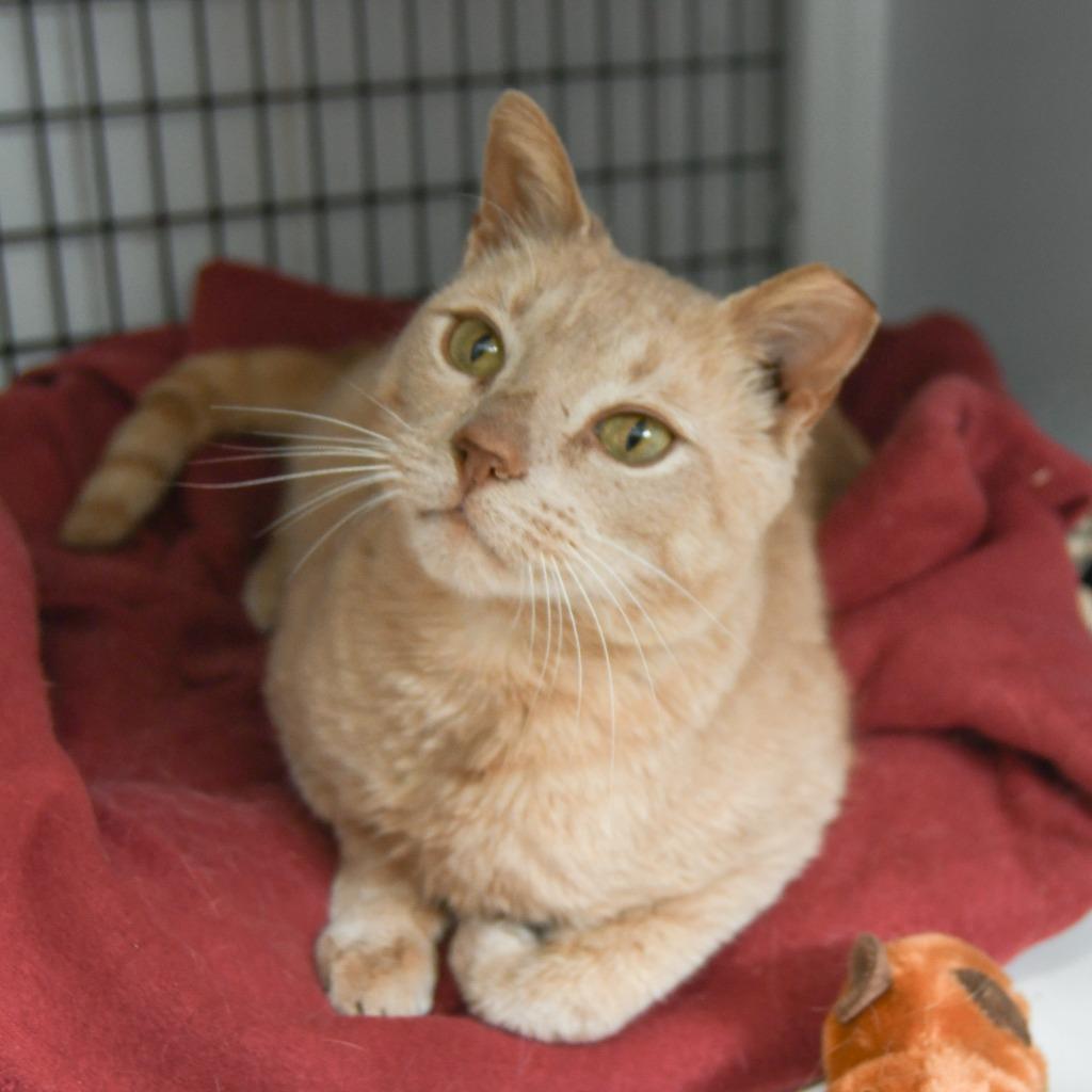 Butterball, a Adoptable mixed breed in Ewing, NJ image 2/4
