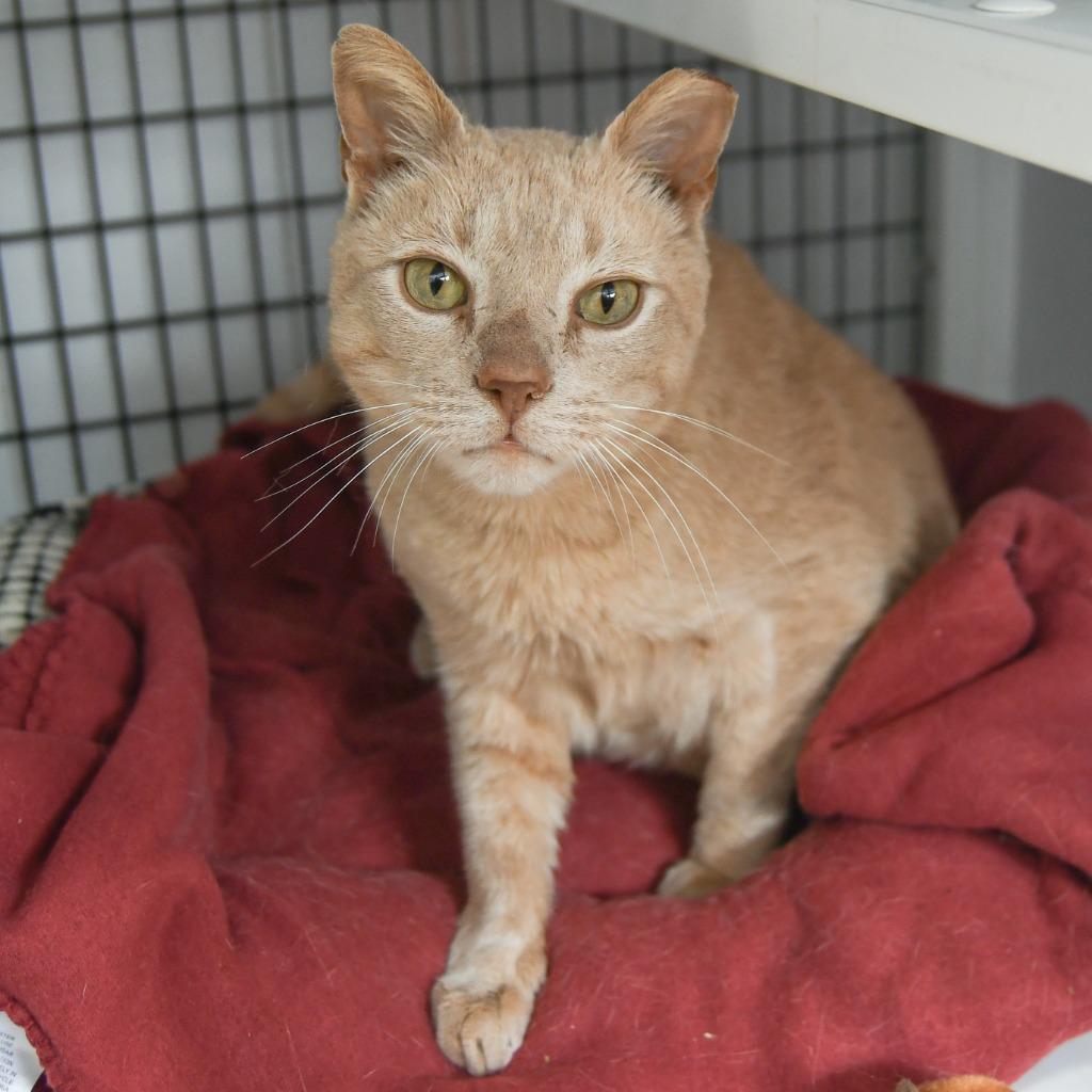 Butterball, a Adoptable mixed breed in Ewing, NJ image 3/4