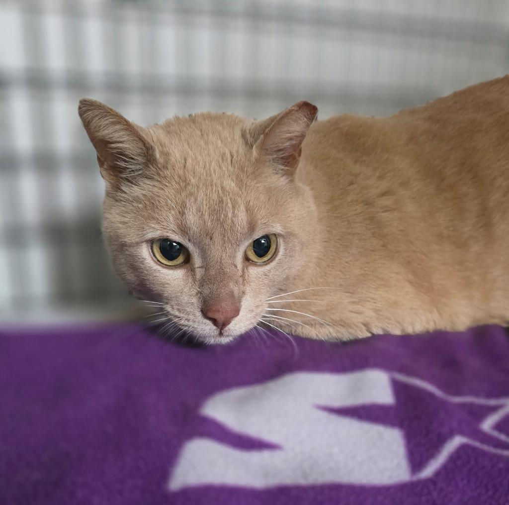 Butterball, a Adoptable mixed breed in Ewing, NJ image 4/4