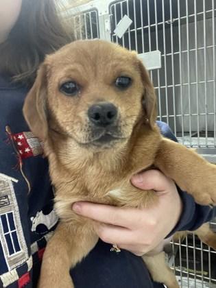 Preston, Adoptable, Young Male Pug & Mixed Breed.