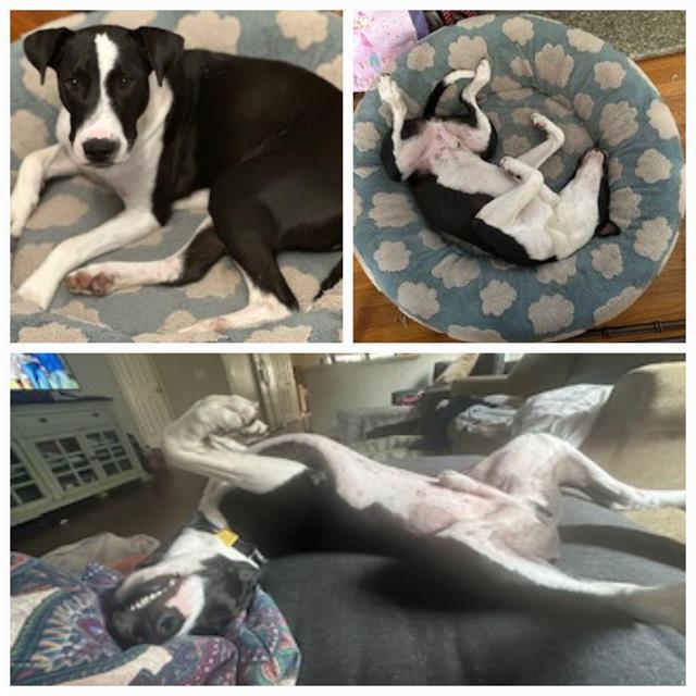 RIO, Adoptable, Adult Male American Staffordshire Terrier.