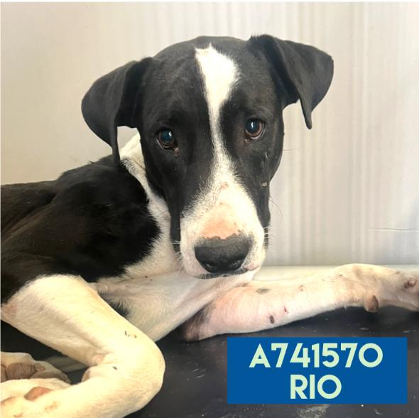 RIO, Adoptable, Adult Male American Staffordshire Terrier.