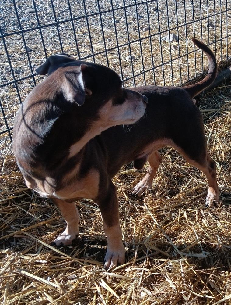 Enlarge Batman, a Adoptable mixed breed in Challis, ID image 1/6
