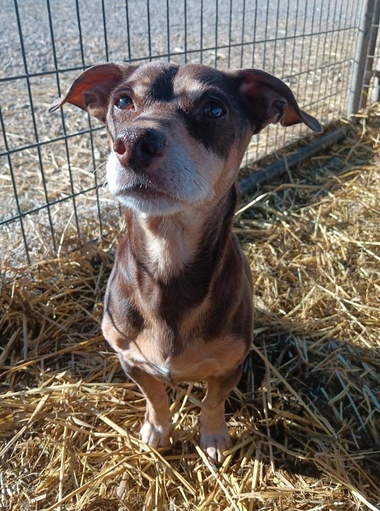 Enlarge Batman, a Adoptable mixed breed in Challis, ID image 2/6