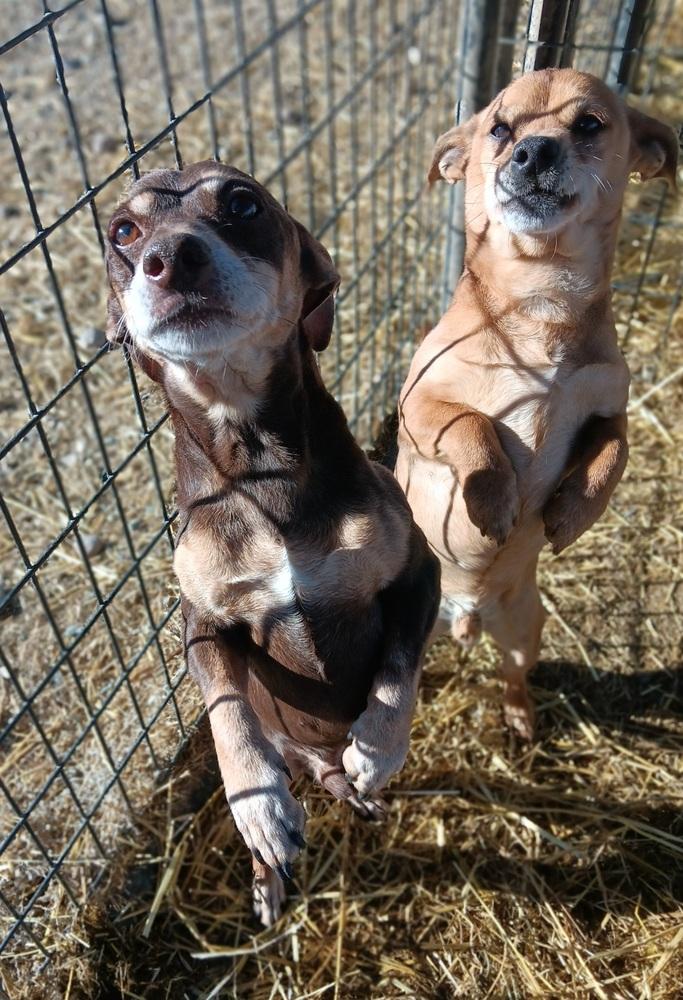 Enlarge Batman, a Adoptable mixed breed in Challis, ID image 3/6