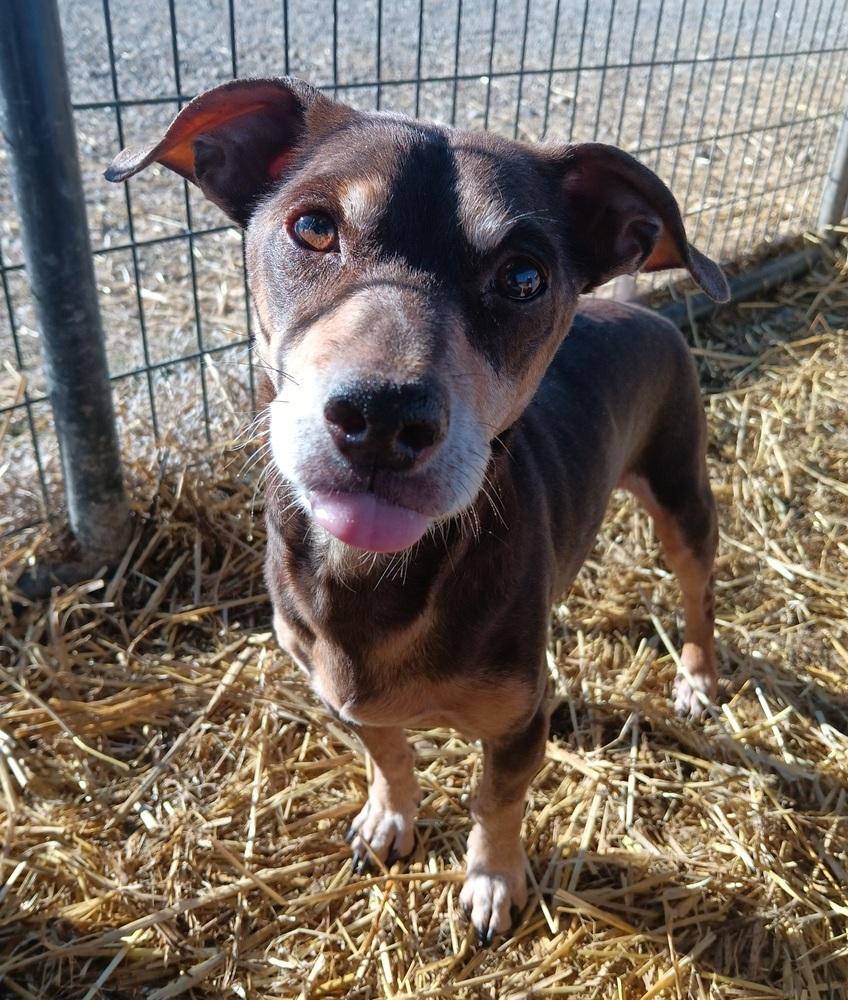 Enlarge Batman, a Adoptable mixed breed in Challis, ID image 4/6