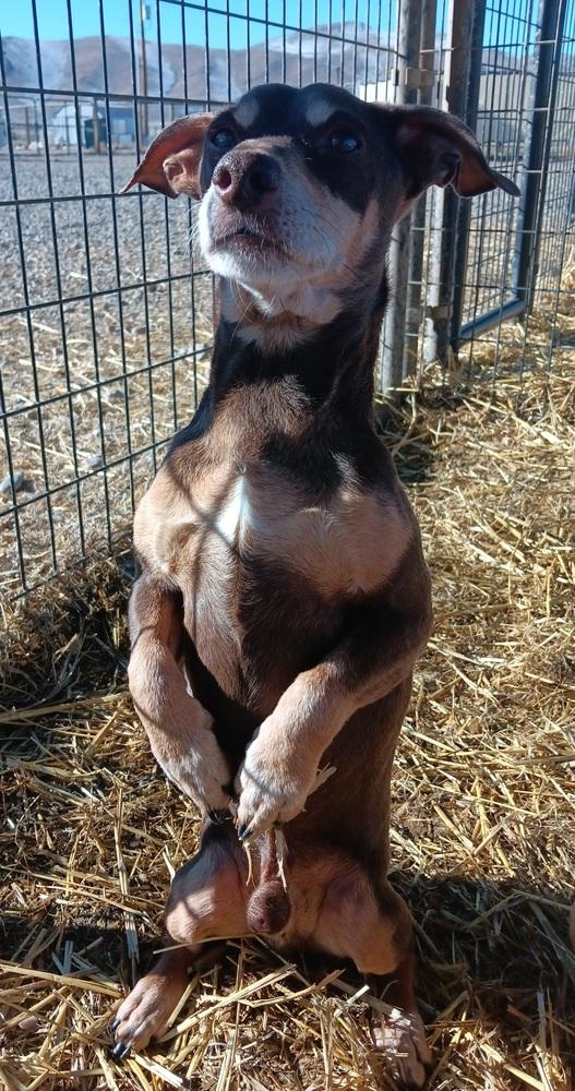 Enlarge Batman, a Adoptable mixed breed in Challis, ID image 5/6