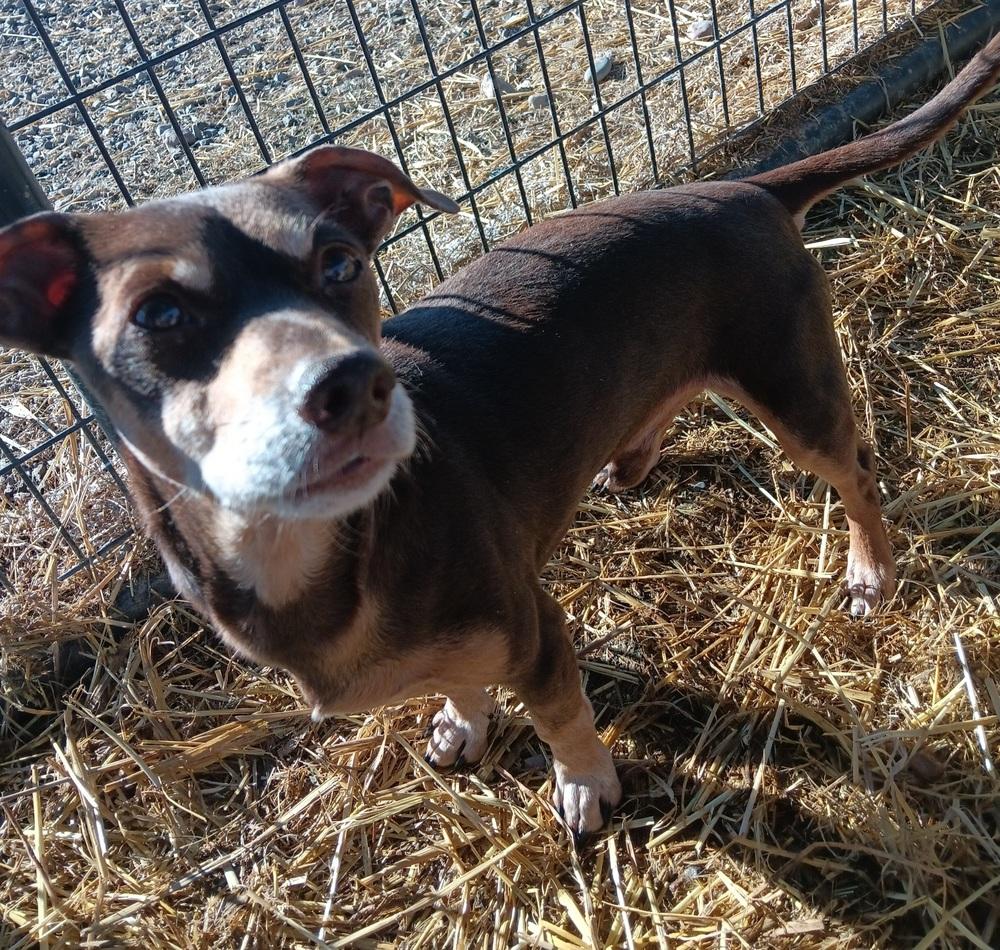 Enlarge Batman, a Adoptable mixed breed in Challis, ID image 6/6