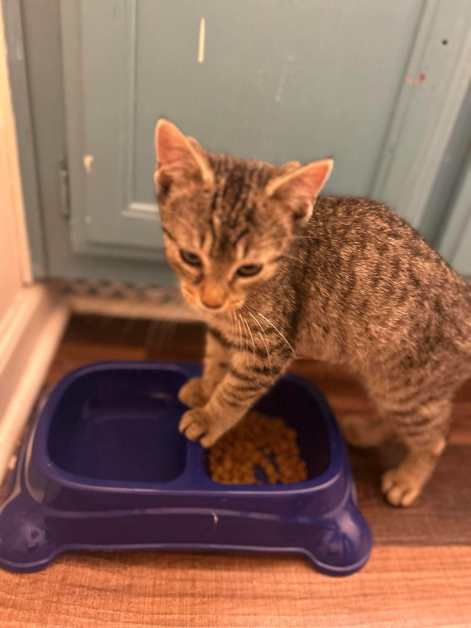 ZCL Pepe and Ace, Adopted, Kitten Male Domestic Short Hair.