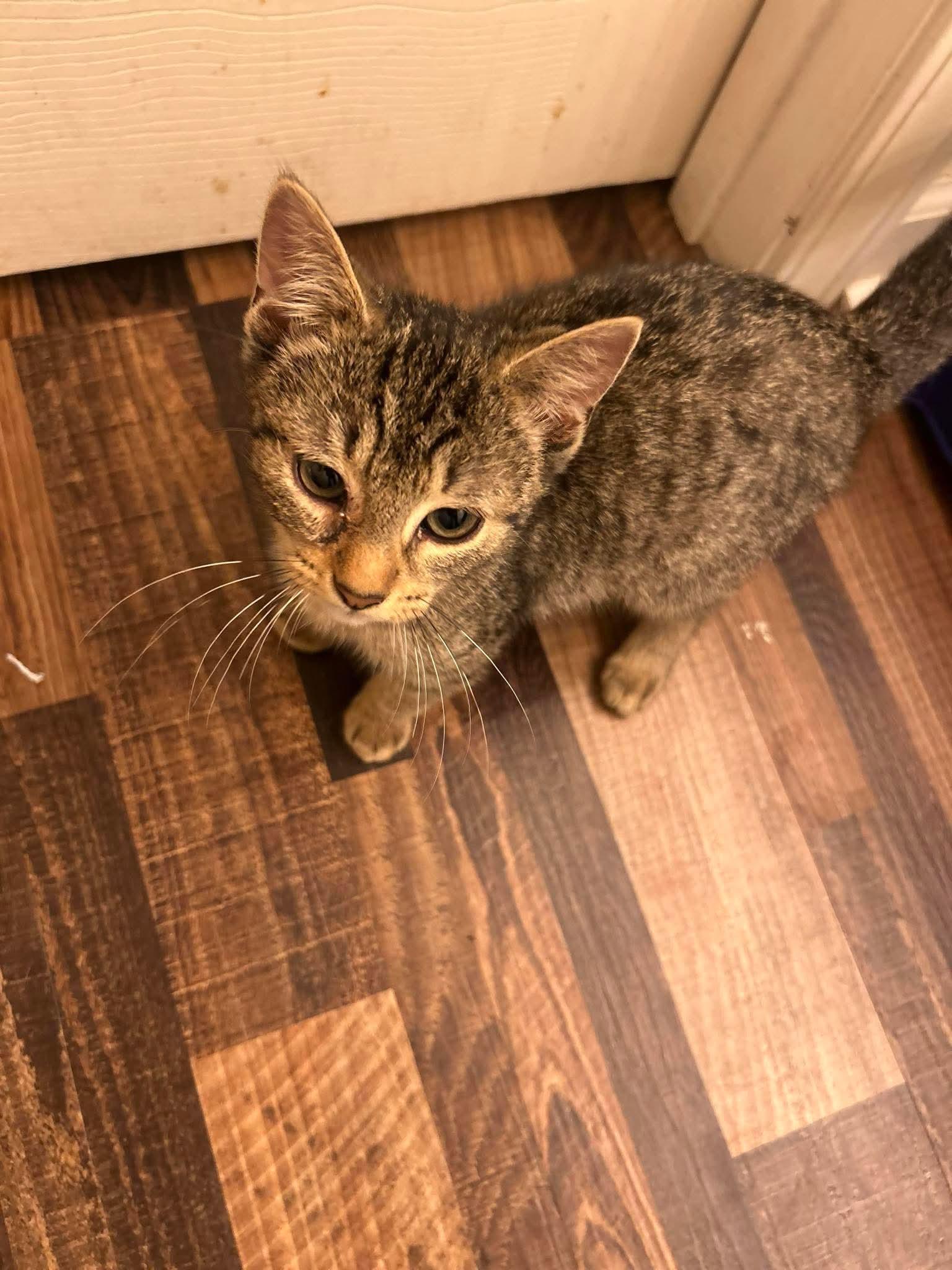 Enlarge ZCL Pepe and Ace, a Adopted Domestic Short Hair in Horn Lake, MS image 2/3