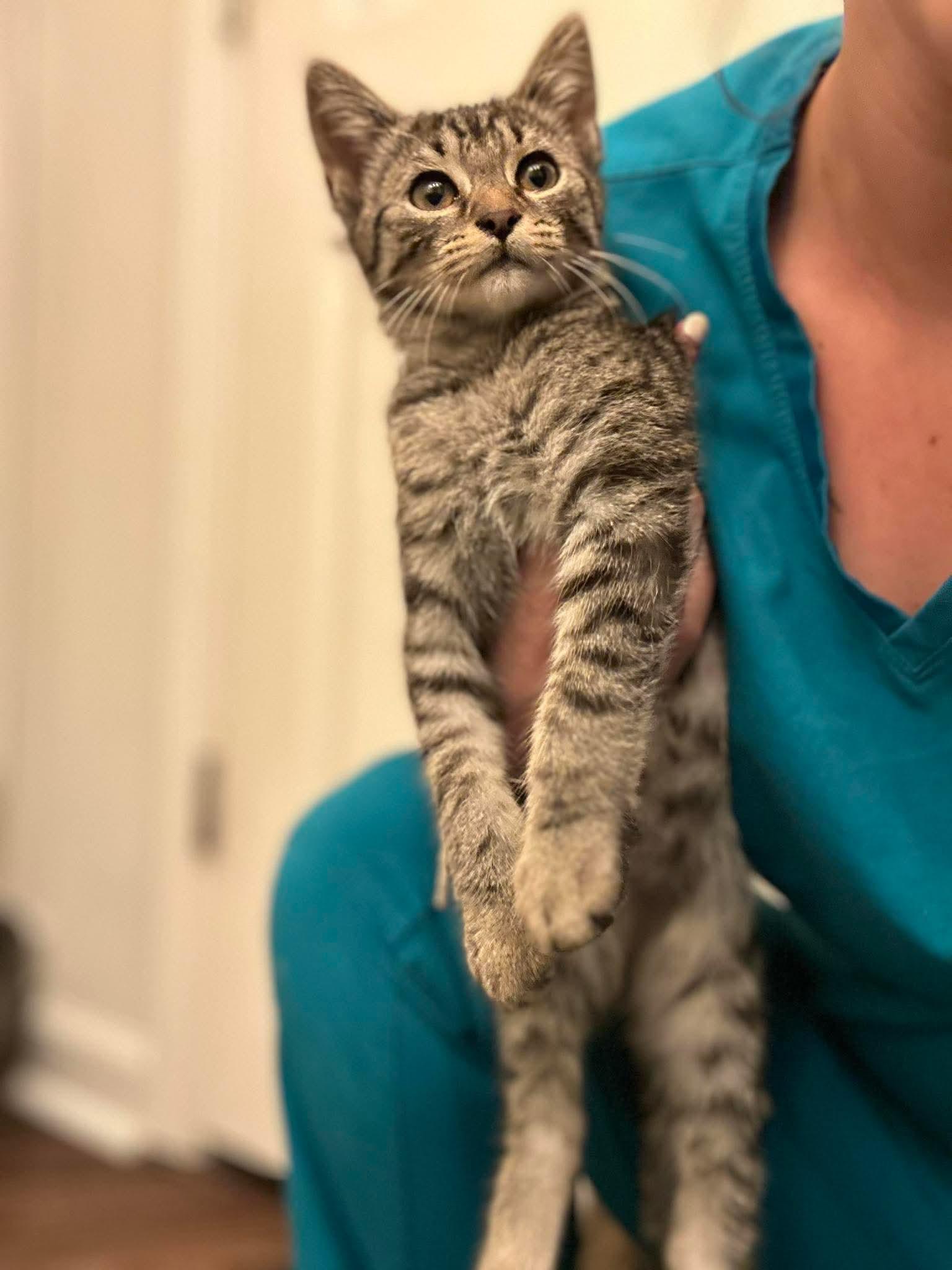 Enlarge ZCL Pepe and Ace, a Adopted Domestic Short Hair in Horn Lake, MS image 3/3