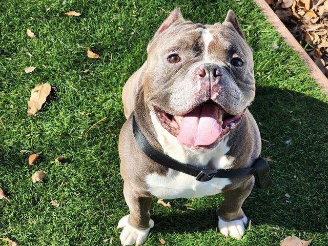 CHARLESTON, Adoptable, Adult Male Pit Bull Terrier & English Bulldog.