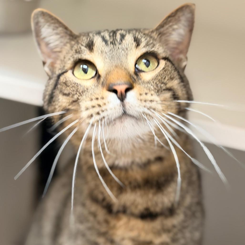 Enlarge Red, a Adoptable Domestic Short Hair in Champaign, IL image 1/5