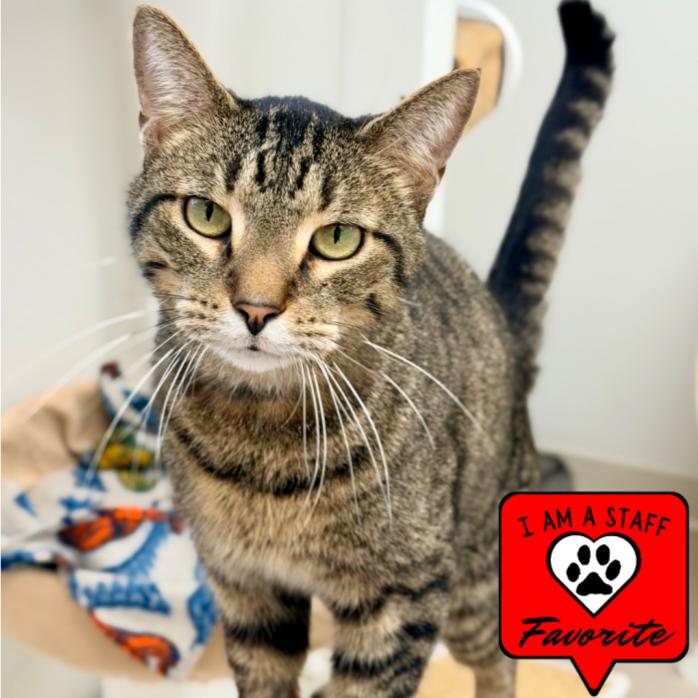 Enlarge Red, a Adoptable Domestic Short Hair in Champaign, IL image 3/6