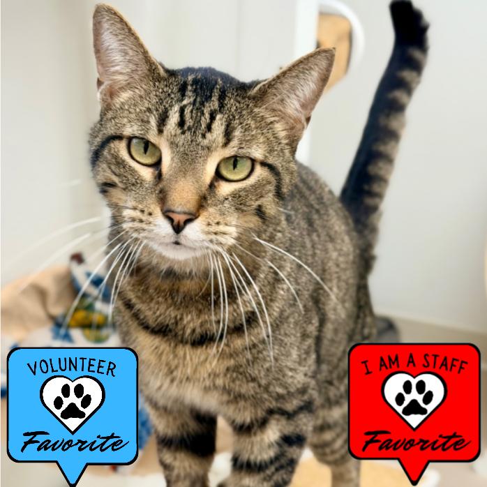 Enlarge Red, a Adoptable Domestic Short Hair in Champaign, IL image 3/6