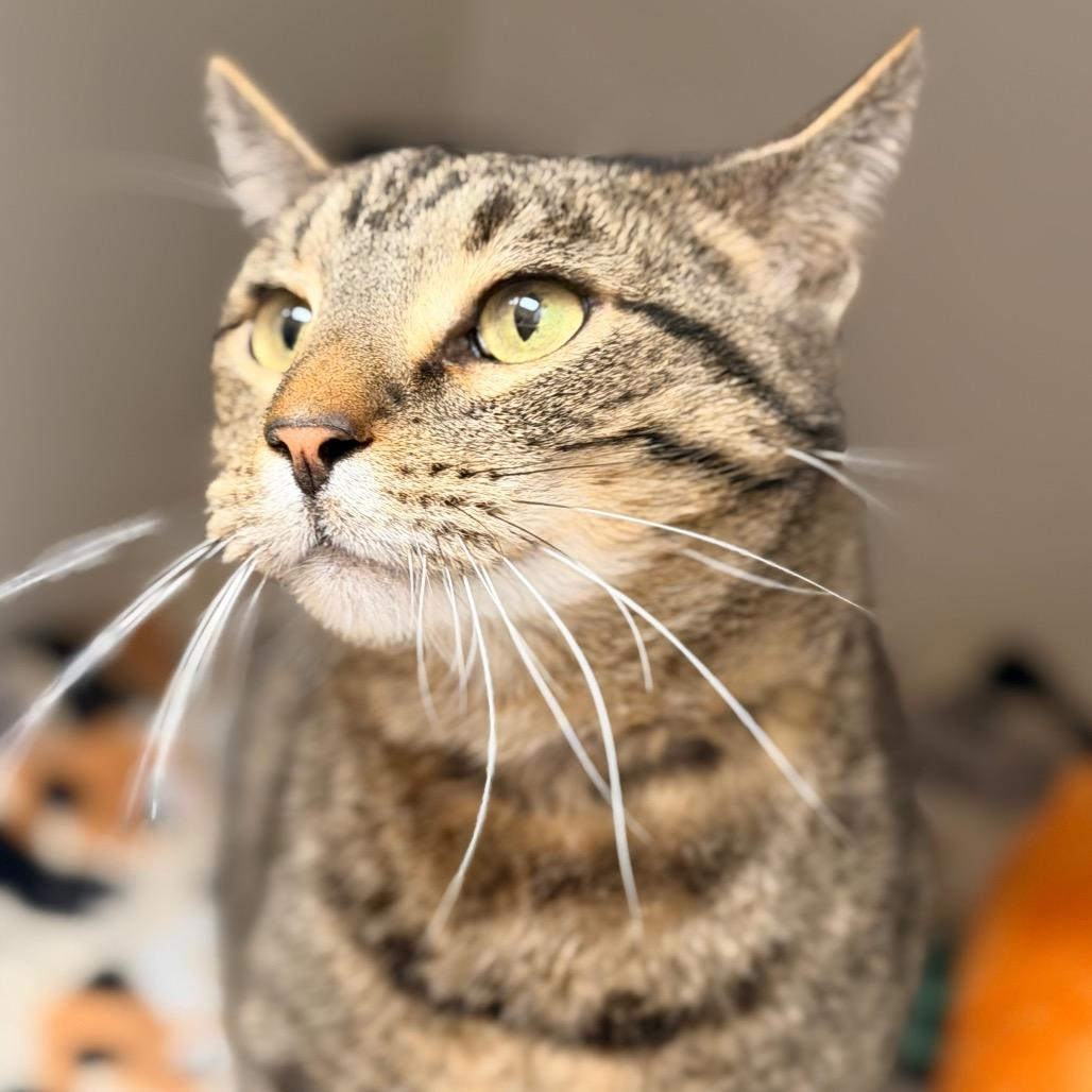 Enlarge Red, a Adoptable Domestic Short Hair in Champaign, IL image 5/5