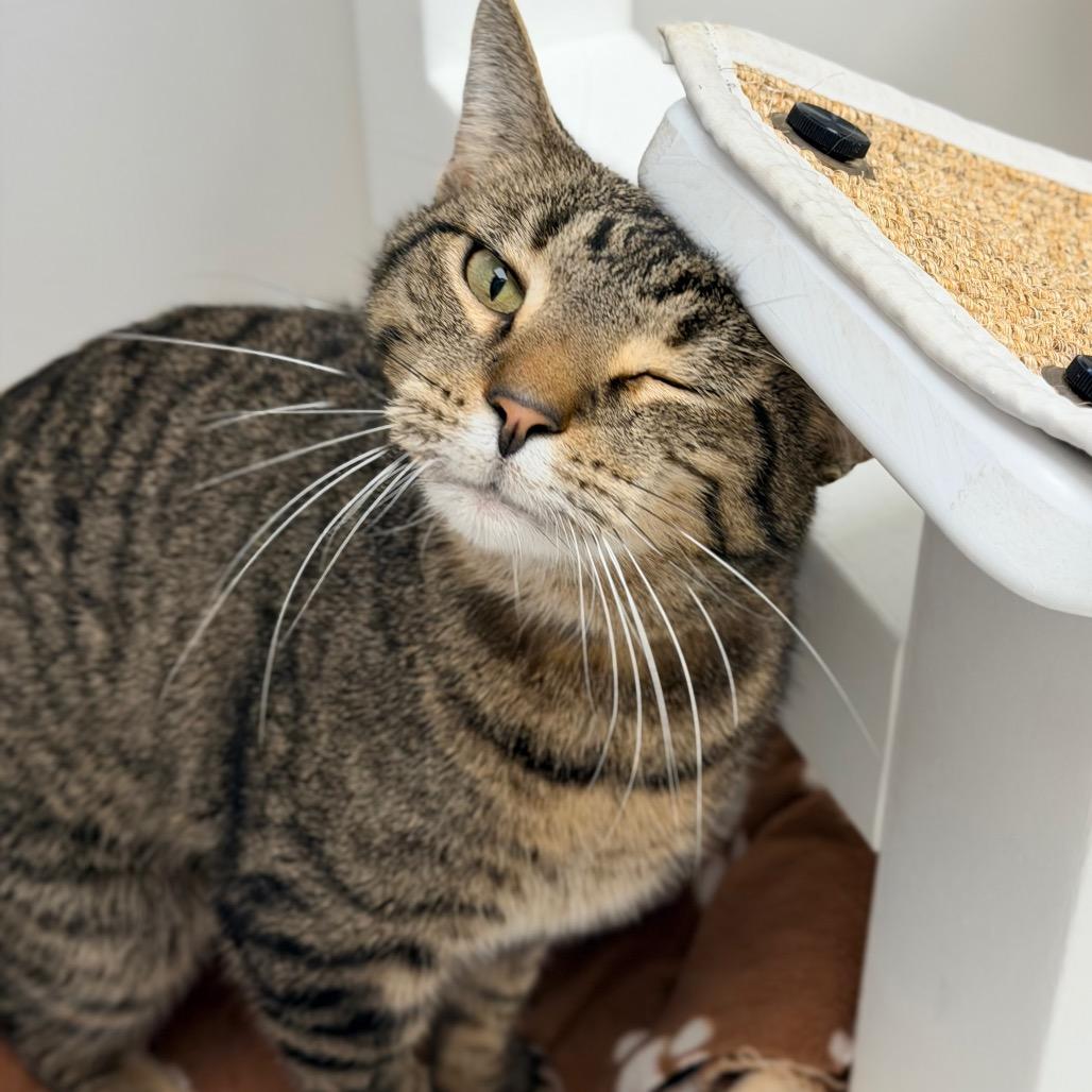 Enlarge Red, a Adoptable Domestic Short Hair in Champaign, IL image 6/6