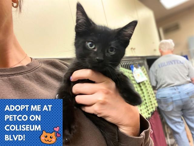 MIGHTY, Adoptable, Kitten Male Domestic Short Hair.