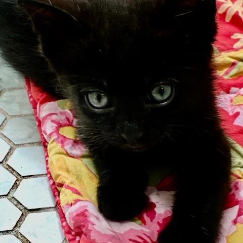 Enlarge Charlie, a Adoptable Domestic Short Hair in Los Angeles, CA image 1/1