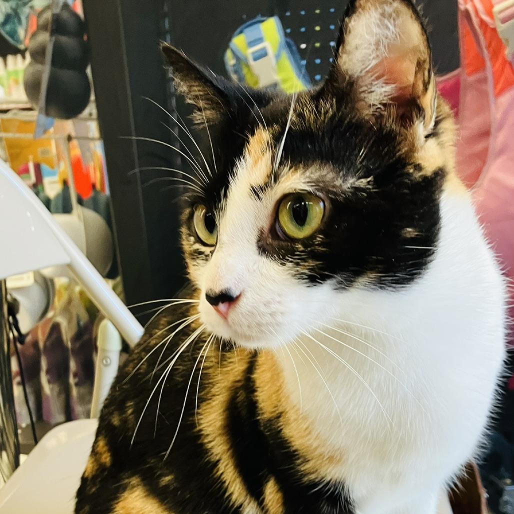 Creampuff, a Adoptable Domestic Short Hair in Marietta, GA image 1/5