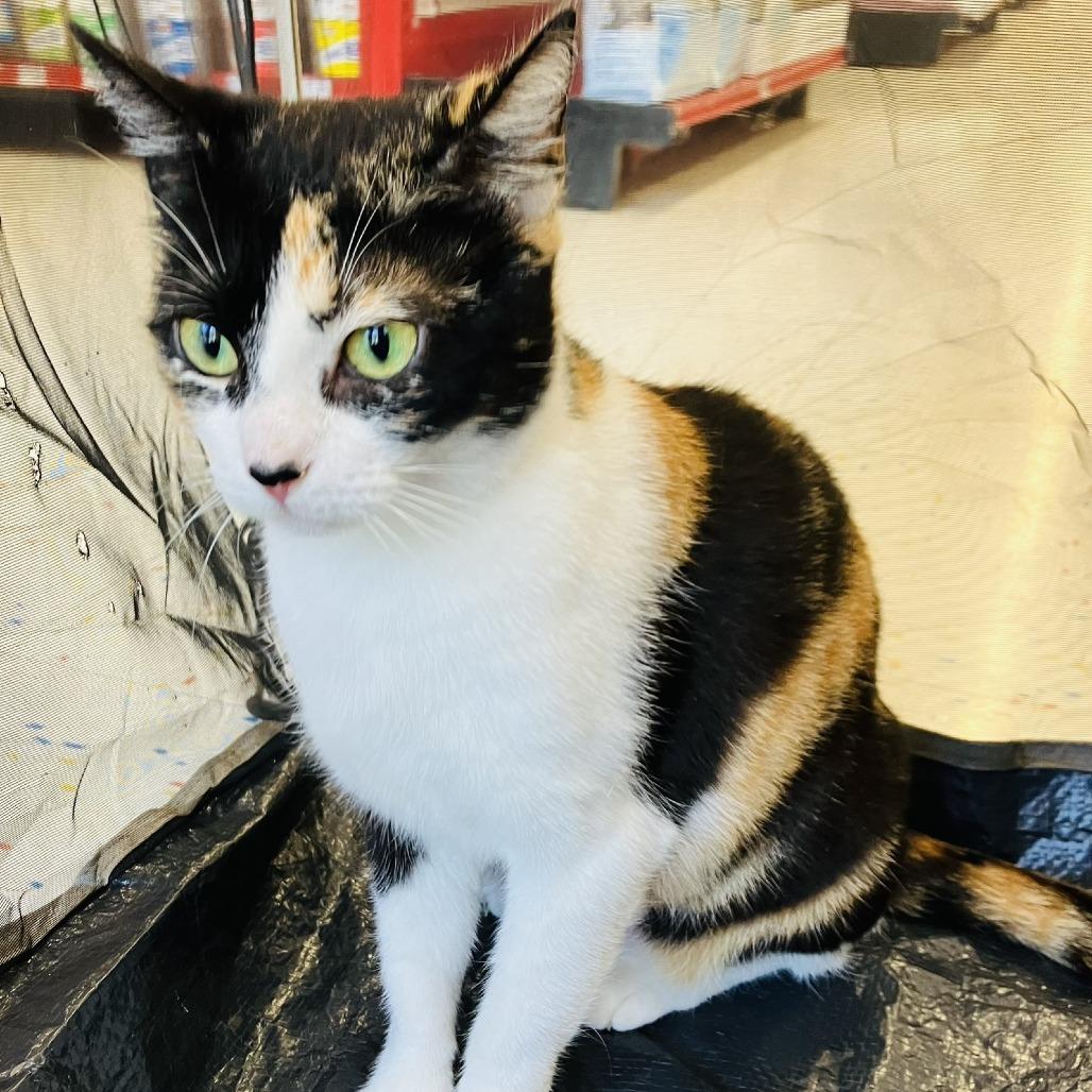 Creampuff, a Adoptable Domestic Short Hair in Marietta, GA image 2/5