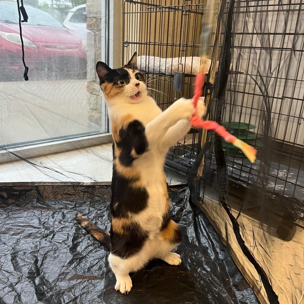 Creampuff, a Adoptable Domestic Short Hair in Marietta, GA image 3/6
