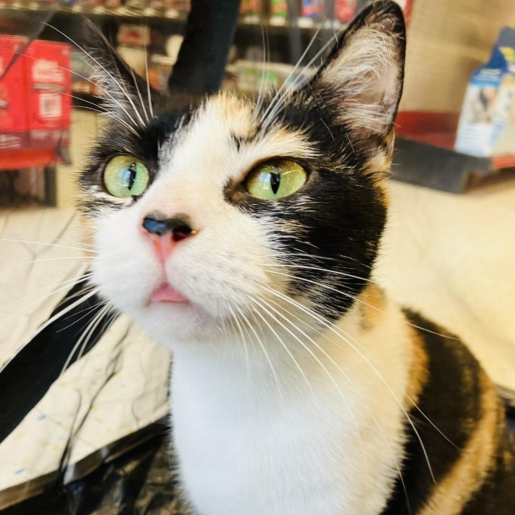 Creampuff, a Adoptable Domestic Short Hair in Marietta, GA image 3/5