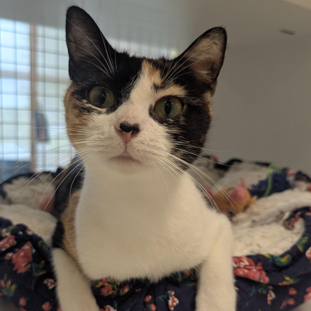 Creampuff, a Adoptable Domestic Short Hair in Marietta, GA image 4/5