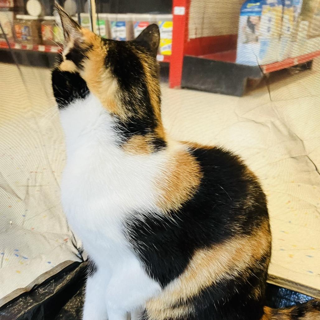 Creampuff, a Adoptable Domestic Short Hair in Marietta, GA image 5/5