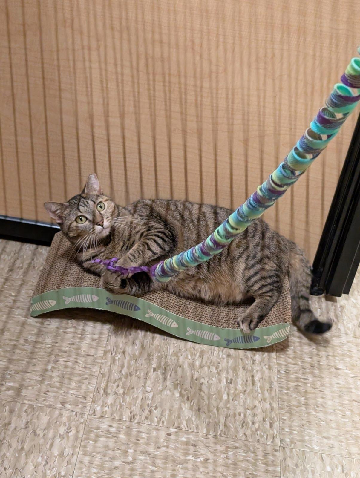 Olive, Adult Female unknown