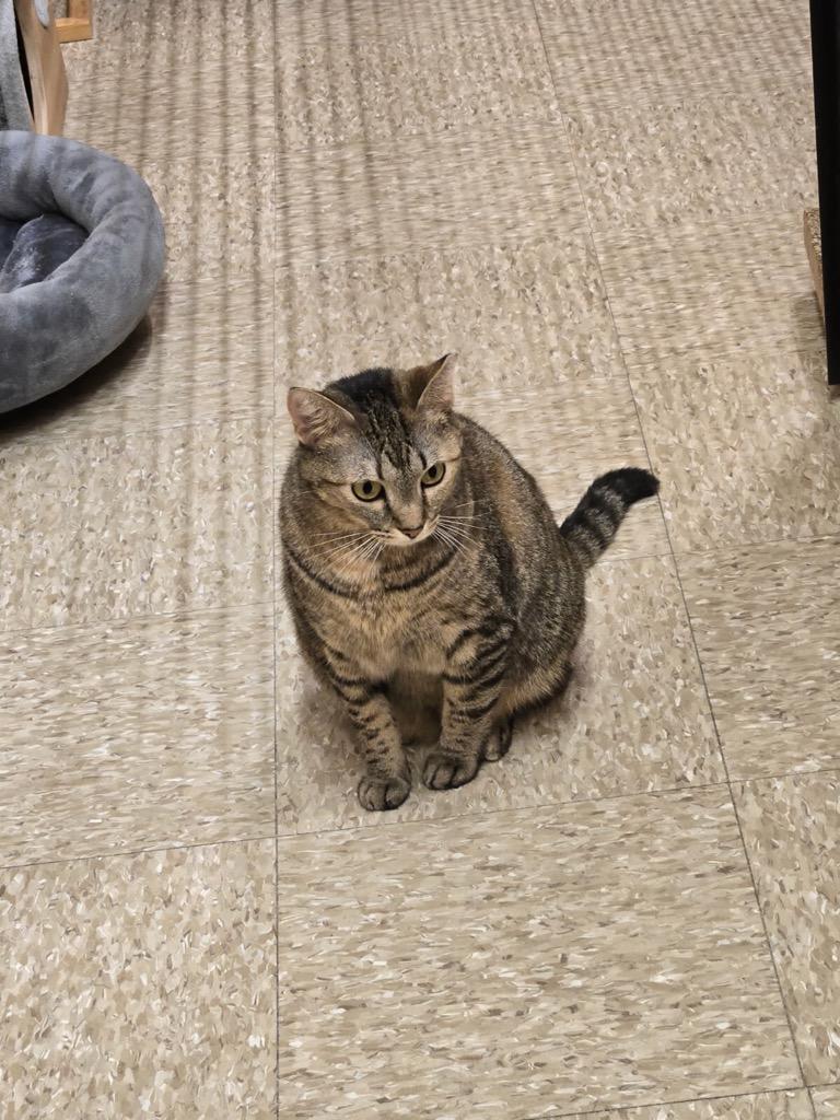 Olive photo 3