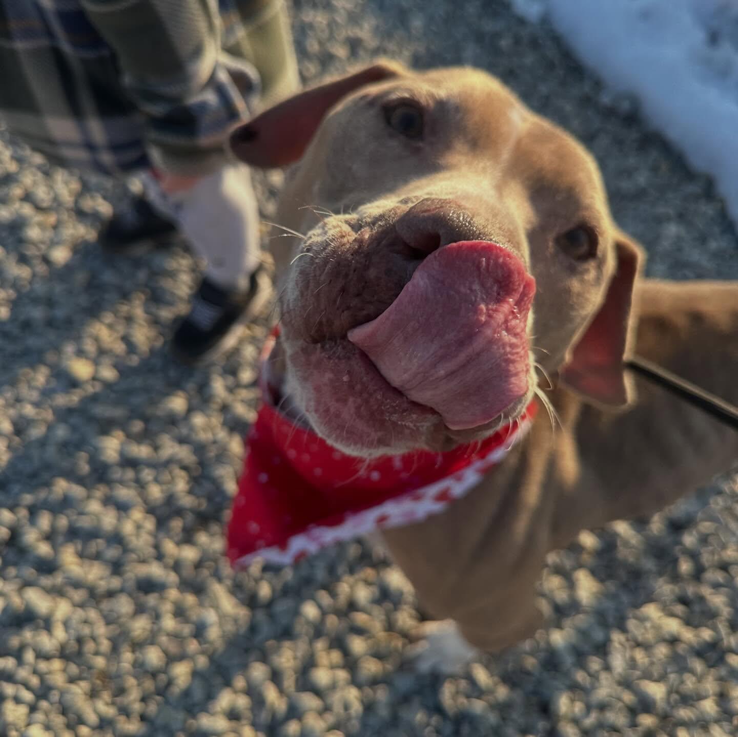 Asher (Tripawd), ADOPTABLE, Adult Male Weimaraner & Pit Bull Terrier.