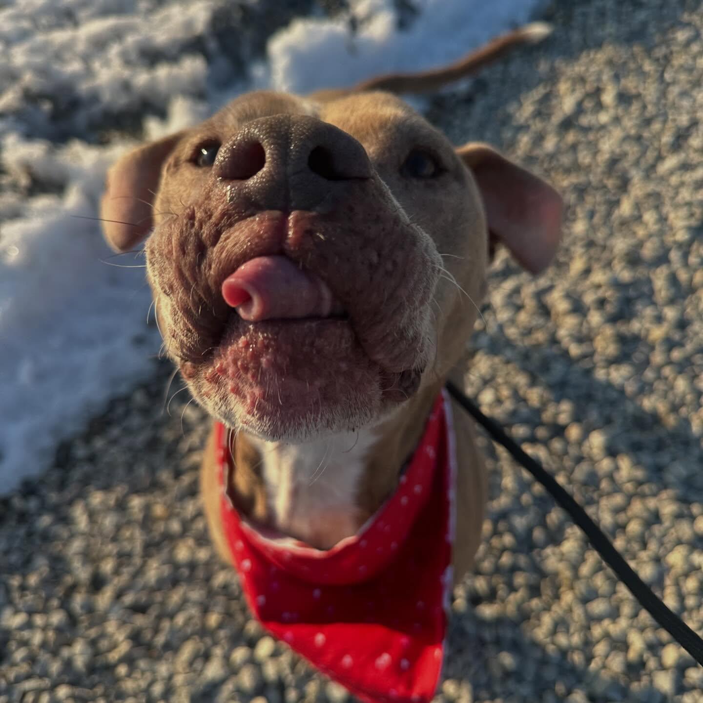 Enlarge Asher , a ADOPTABLE mixed breed in St Marys, OH image 3/6