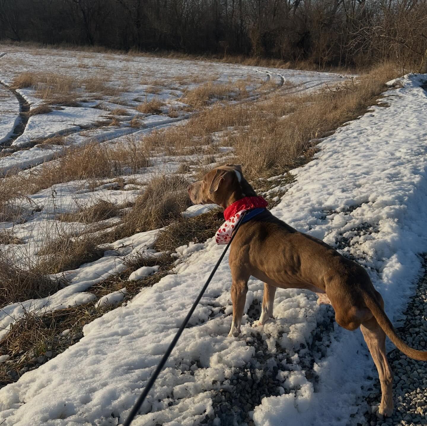 Asher , ADOPTABLE, Adult Male Weimaraner & Pit Bull Terrier.