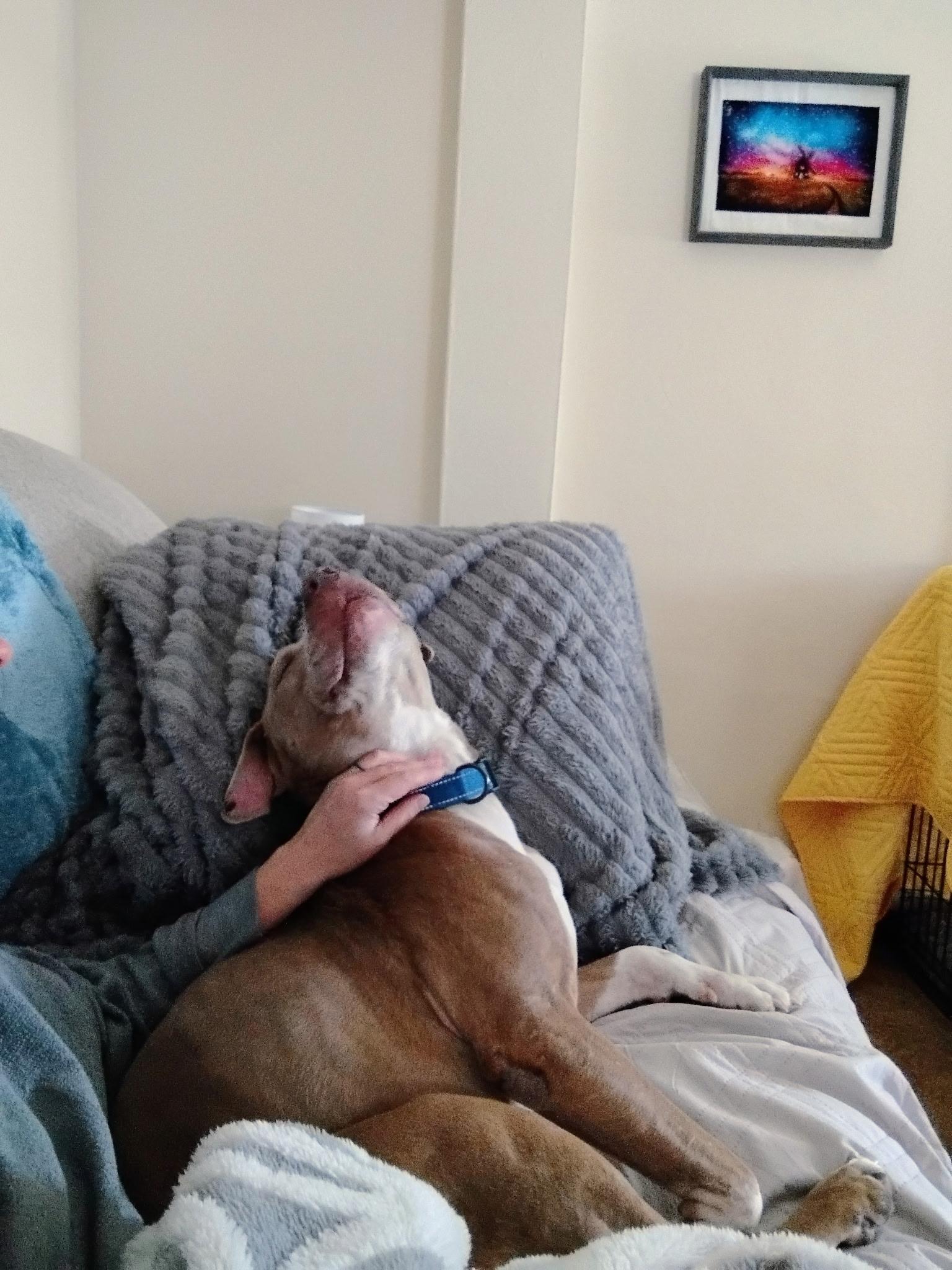 Enlarge Asher , a ADOPTABLE mixed breed in St Marys, OH image 6/6