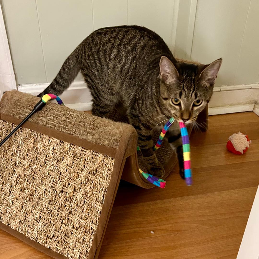 Tigress (and Pantera), Adoptable, Young Female Domestic Short Hair & Tabby.