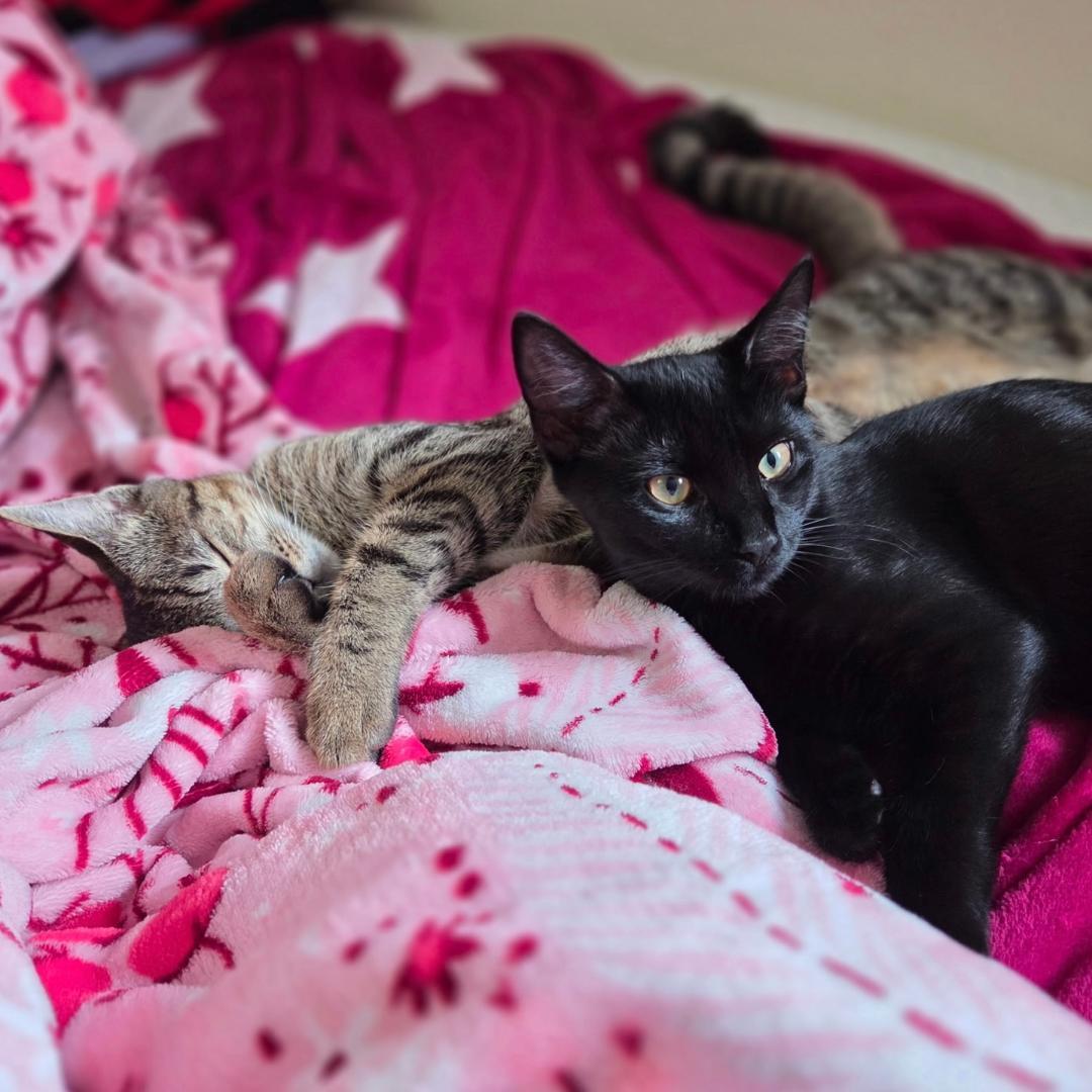 Tigress and Pantera, a Adoptable mixed breed in Arlington, VA image 1/3