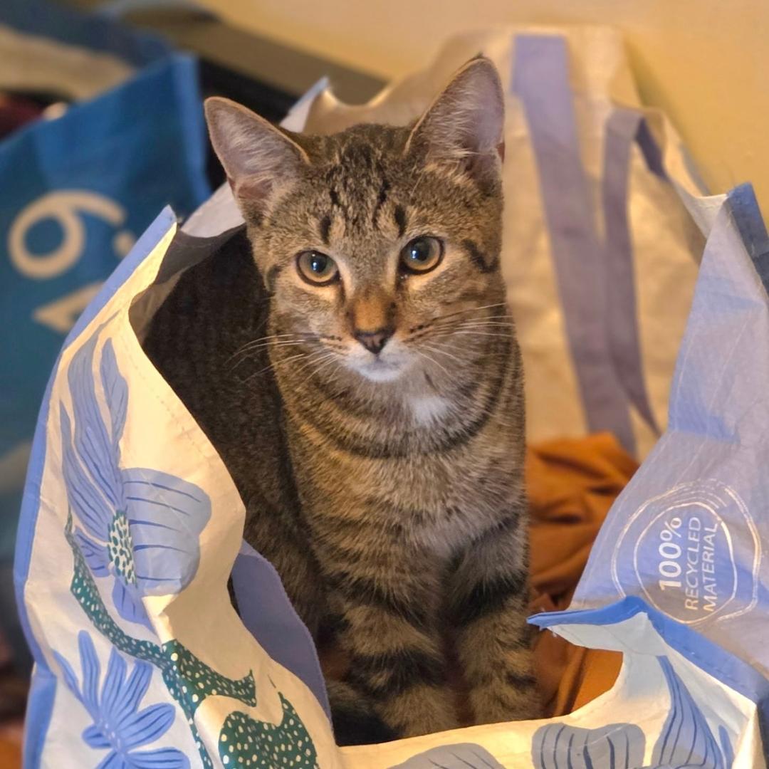 Tigress and Pantera, a Adoptable mixed breed in Arlington, VA image 2/3