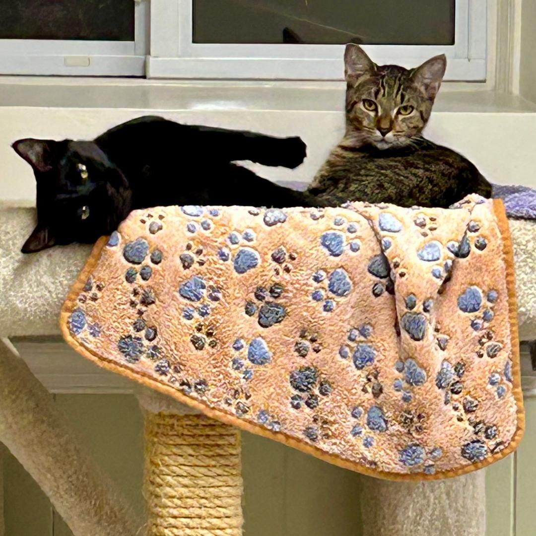 Enlarge Tigress (and Pantera), a Adoptable mixed breed in Arlington, VA image 3/3