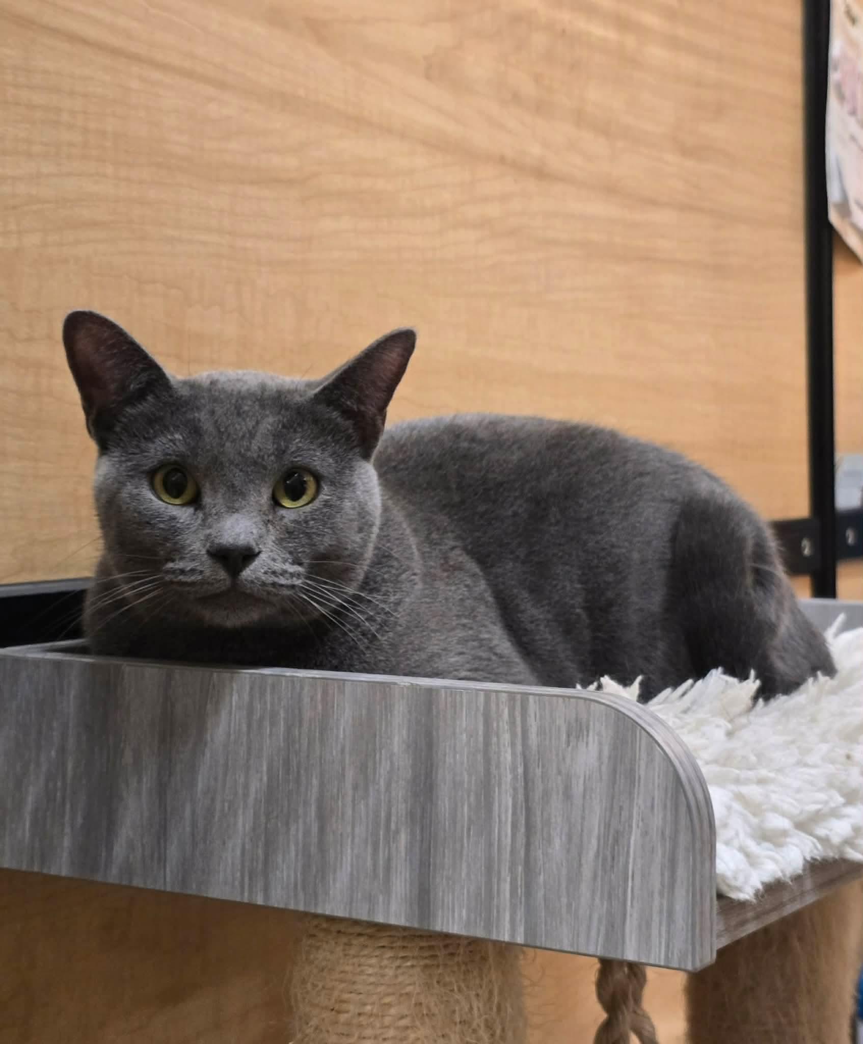 Cindy, Adoptable, Young Female Domestic Short Hair.