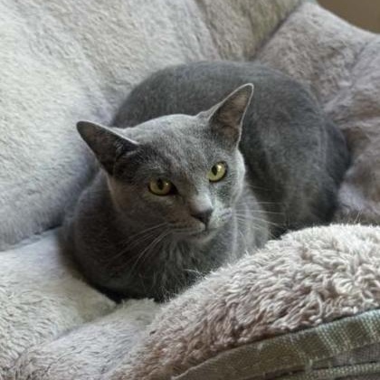 Enlarge Cindy, a Adoptable Domestic Short Hair in Warr Acres, OK image 1/1
