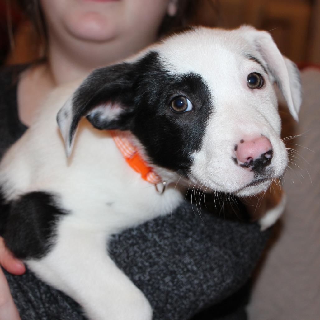 NY Simon (Foster in Ossining NY), a Adoptable mixed breed in Ossining , NY image 3/6