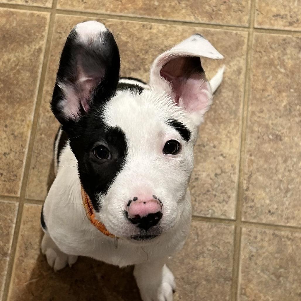 NY Simon (Foster in Ossining NY), a Adoptable mixed breed in Ossining , NY image 2/6