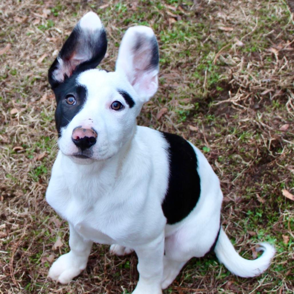 NY Simon (Foster in Ossining NY), Adoptable, Puppy Male Border Collie & Terrier.