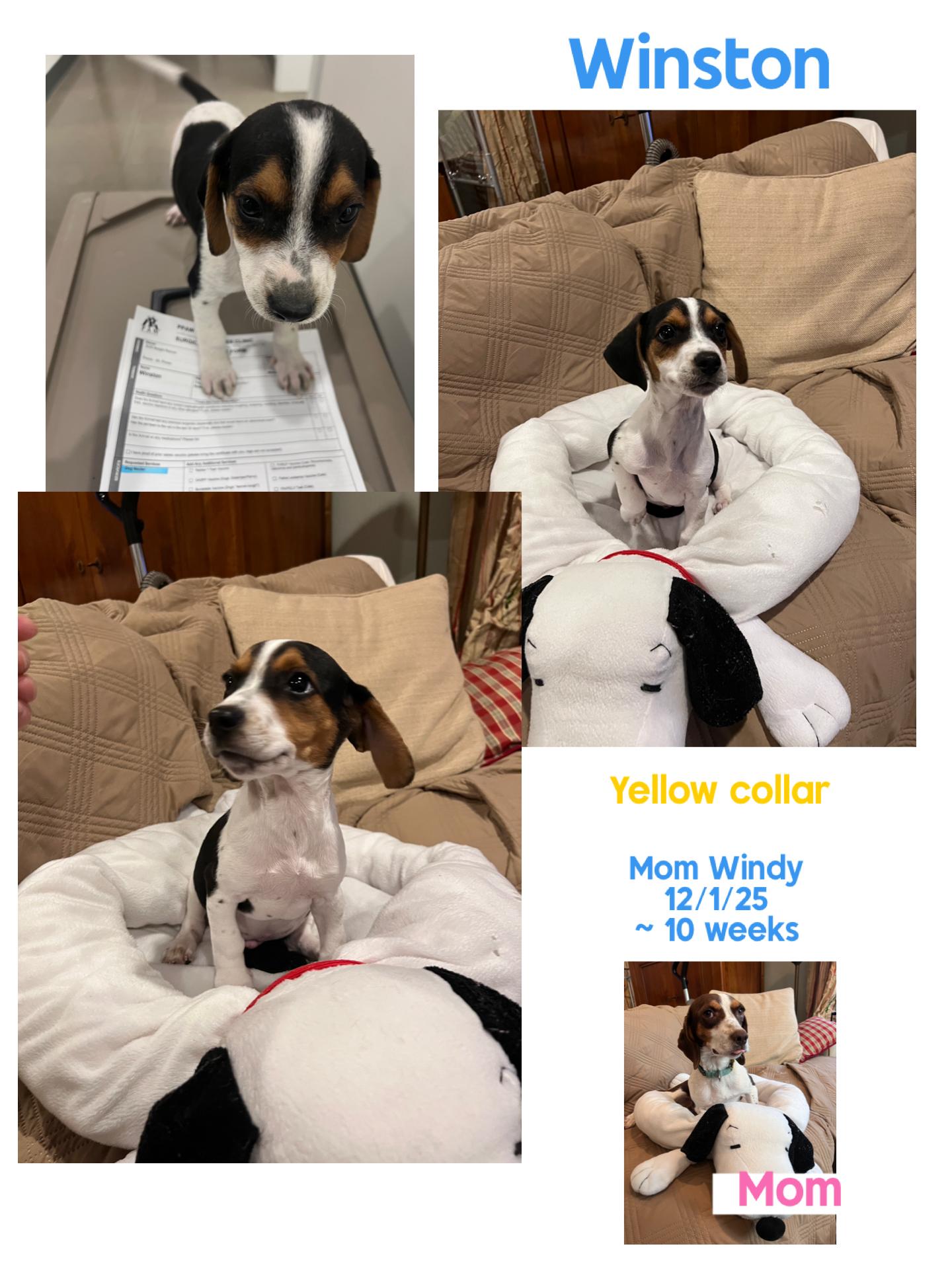 Enlarge Winston, a ADOPTABLE Beagle in Knoxville, TN image 1/1